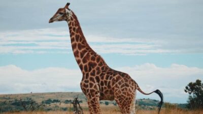 Study finds how giraffes develop muscle control to outsmart predators